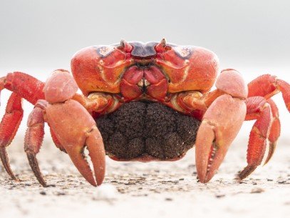 Christmas Island Crabs: Important Details Tourists Must Note In 2025 3 Christmas Island Crabs