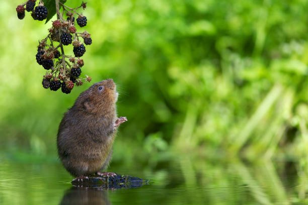 How To Get Rid Of Voles