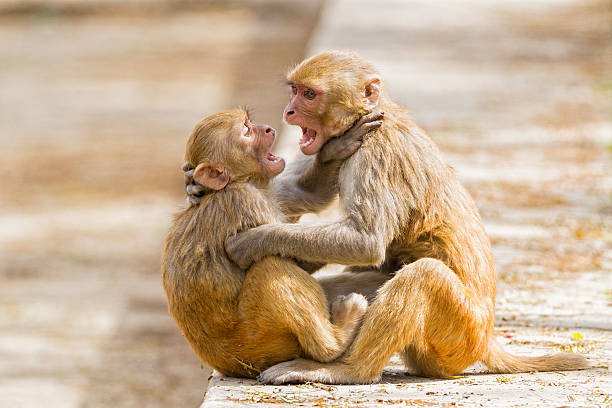Monkey Sightings in Orange City FL