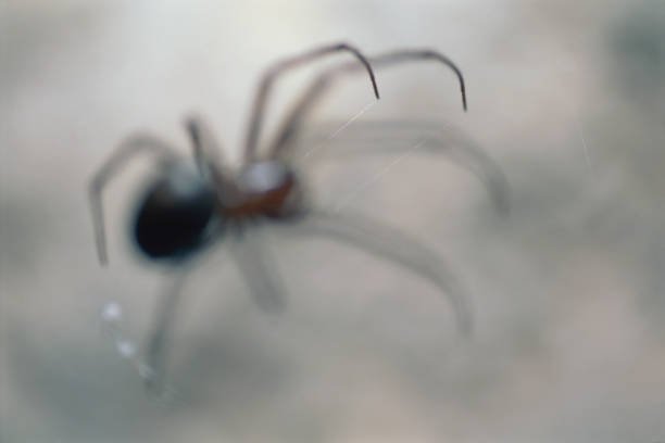 Red Widow Spider