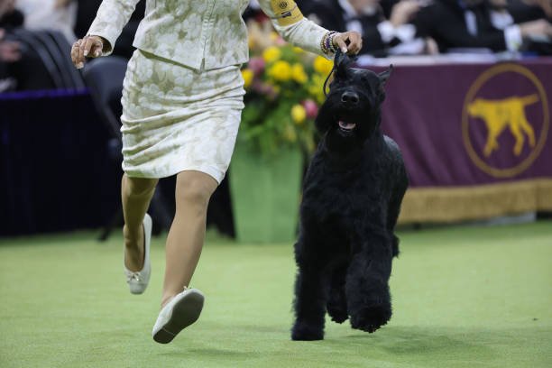 Westminster Dog Show