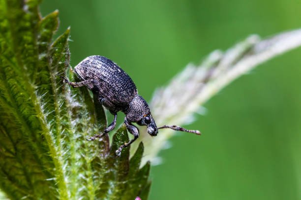 Hide Beetle