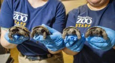 Philadelphia Zoo Galapagos Tortoise Babies Born: A Conservation Milestone 3 Philadelphia Zoo Galapagos Tortoise Babies