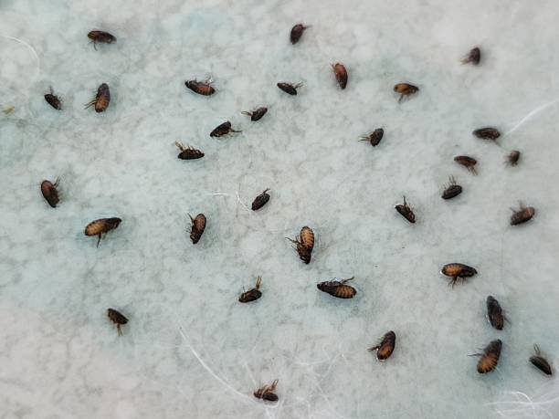 Do Fleas Die Without a Host