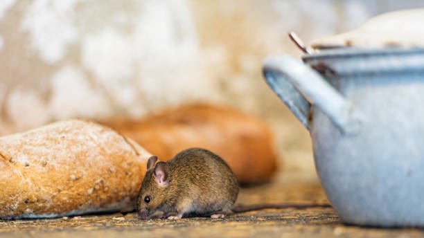 How to Get Rid of Mice Fast