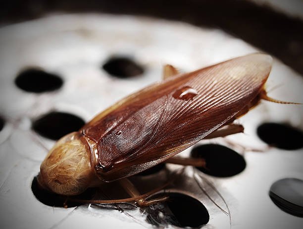 What Attracts Cockroaches to Clean Homes
