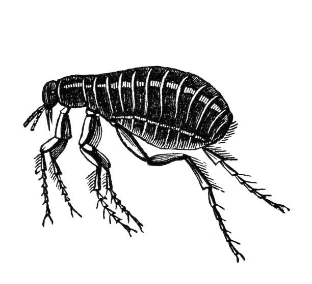 Do Fleas Die Without a Host? (And How Long Can They Survive?) 2 Do Fleas Die Without a Host