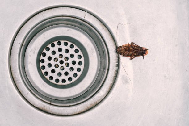 How To Prevent Cockroaches In Your Kitchen