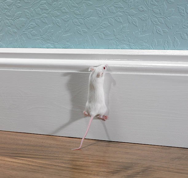 Signs Of Mice In Walls At Night