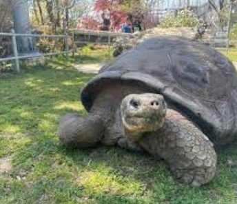 Philadelphia Zoo Galapagos Tortoise Babies Born: A Conservation Milestone 2 Philadelphia Zoo Galapagos Tortoise Babies