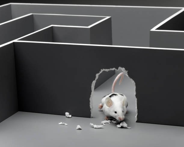 Can Mice Chew Through Concrete