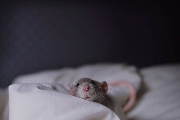 Can Mice Climb Into Your Bed