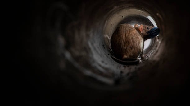 Can Mice Come Through Bathroom Pipes