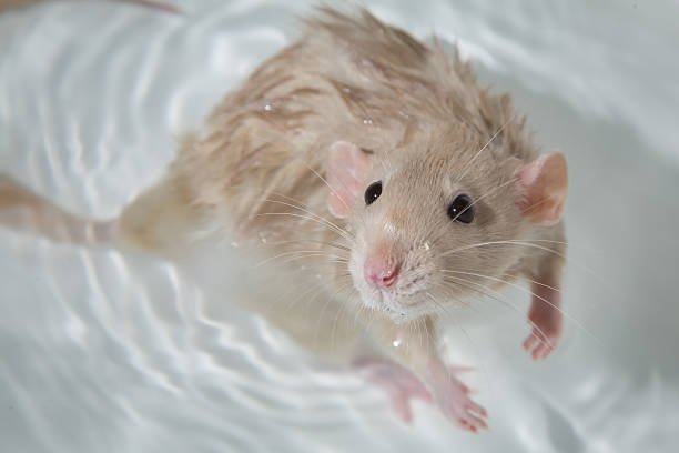 Can Mice Come Up Through Toilet Pipes