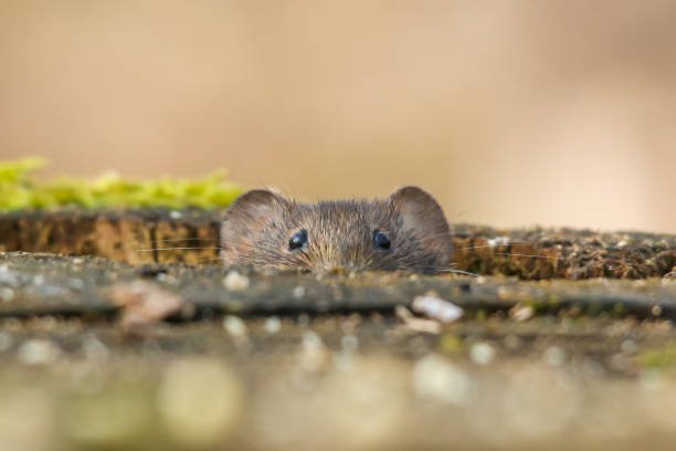 Can Mice Get In Through The Roof