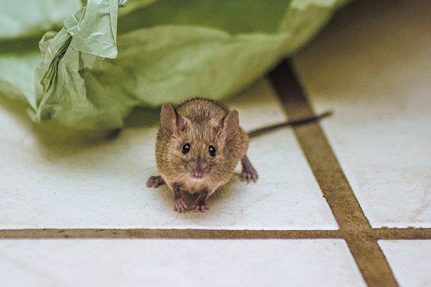 Can Mice Live In Basement Ceilings