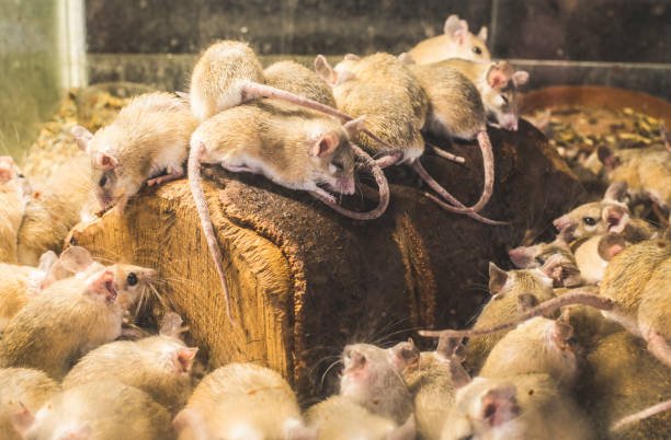 Can Mice Nest In Insulation