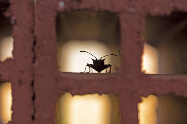 Do Bed Bugs Jump Like Fleas