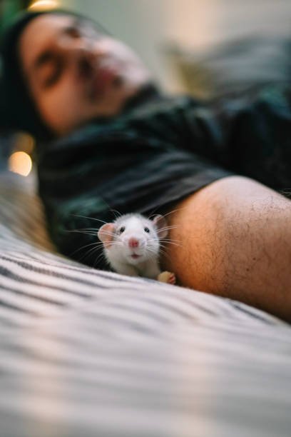 Do Mice Bite Humans In Their Sleep
