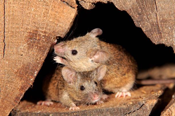 Do Mice Enter The Attic Through the Roof