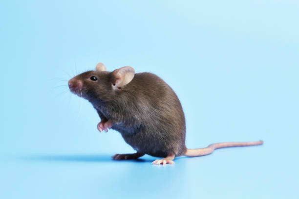 What Scent Keeps Mice Away