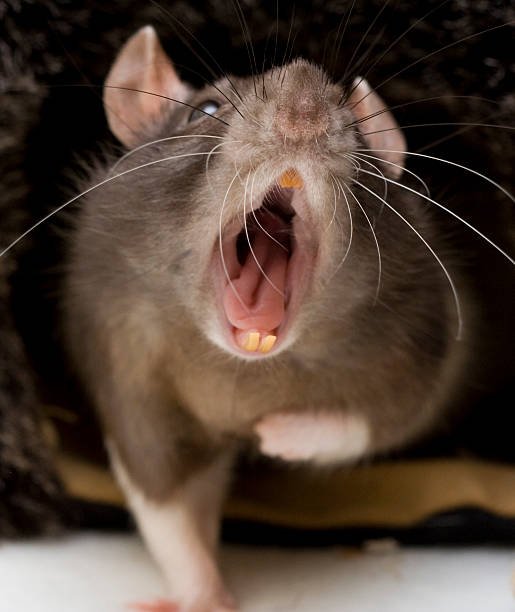 What Smell Do Rats Hate the Most