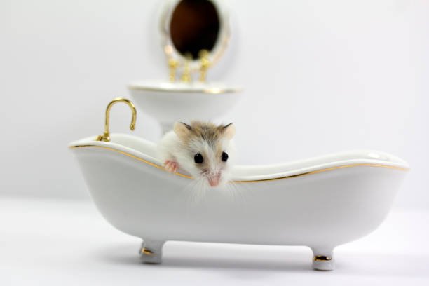 Can Mice Come Up Through Bathtub Drains