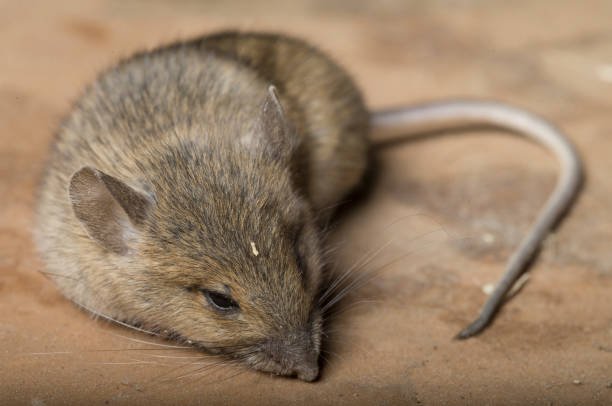 Can Mice Live In The Attic Without Food