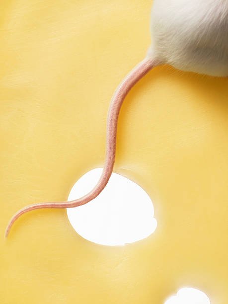 Can Mice Squeeze Through Small Cracks