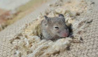 Can Mice Burrow In Carpet