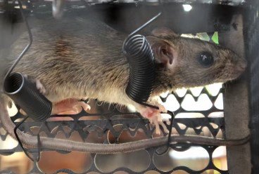 Can Mice Nest In Car Engines
